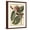Brown Frame, variant on Art.com Petite Dragonflies V Art Print by Vision Studio, 12" x 16"