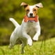 thumbnail image 2 of Toy Bone Nerf Dog TPR EXO Squeak 18 cm azul/naranja, 2 of 4