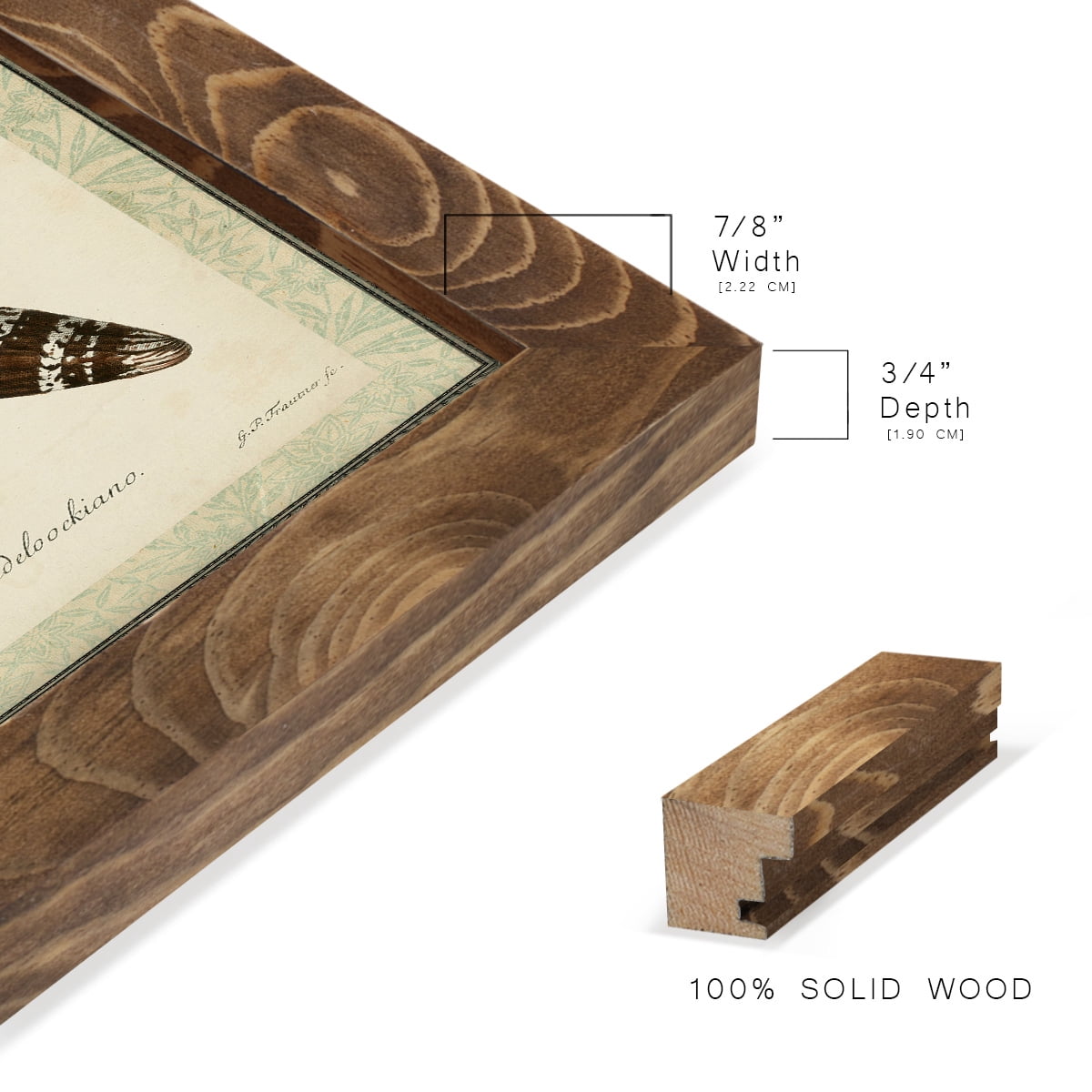 Bookplate Shells IV - Framed Print w/glass - Walnut