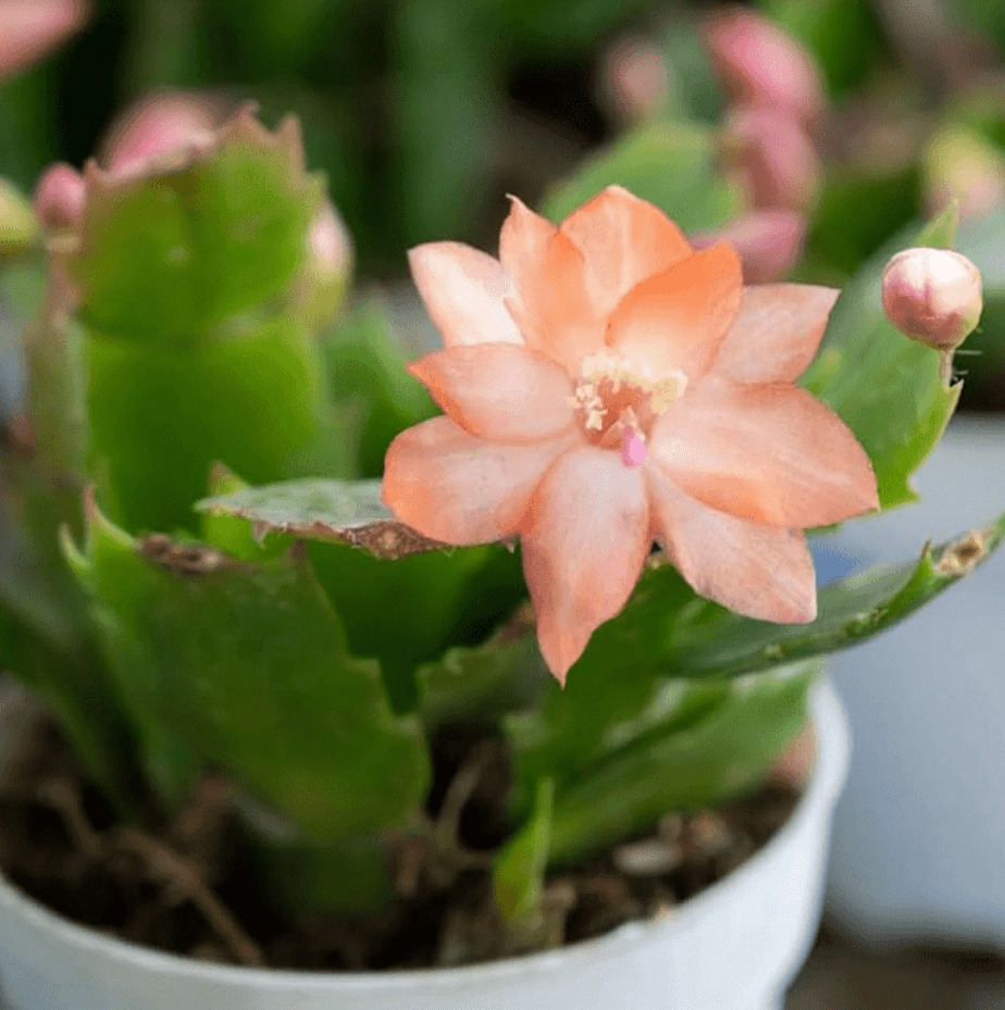 Salmon Christmas Cactus Live Plants, Holiday Cactus Plants Schlumbergera Flower Plants for Indoor Outdoor 4 to 6 Inc Tall, 2 Plants Per Pot