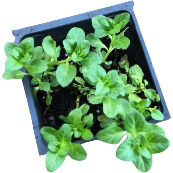 Organic Pennyroyal (Mentha pulegium) Live Plant in 2.5-inch Pot by Smoke Camp Crafts