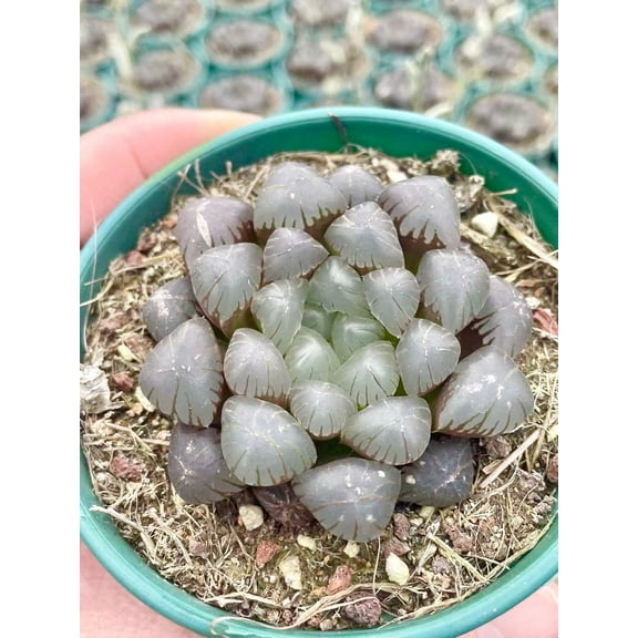 Rare Haworthia Cooperi OB1 Succulent - Unique and Stunning