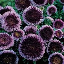 Outsidepride Aster Pompon Blue Moon Flower Seed - 2000 Seeds