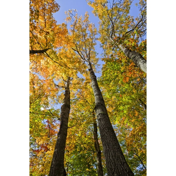 Maple Trees In Autumn Colours In Algonquin Provincial Park; Ontario Canada Poster Print (24 x 36)