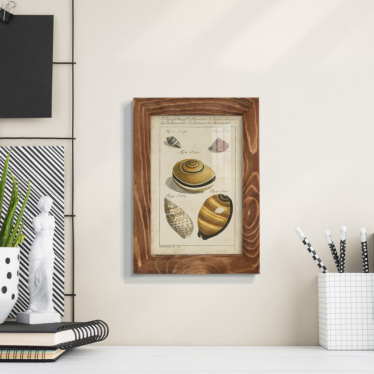 Vintage Shell Study IV -Framed Print w/glass-Walnut