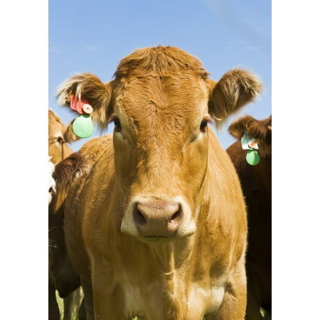 Beef Cattle Tiger Hills Manitoba Canvas Art - Dave Reede Design Pics (24 x 34)