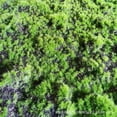 thumbnail image 1 of Miangastore Simulation Moss Mat Artificial Fake Grass Rug Diy Moss Turf Lawn Pad For Wedding Home Backyard Balcony Indoor Outdoor Decor 30cmx30cm, 1 of 8