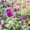 Purple, variant on Gnome Series Gomphrena Flower Garden Seeds - White - 1000 Seeds - Annual Flower Gardening Seeds - Gomphrena globosa