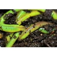 thumbnail image 2 of Legend Worm Glo, Turns Live Worms Chartreuse, 1.5 oz Plastic Bottle, 2 of 2
