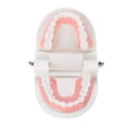 thumbnail image 2 of Modelo de dentadura dental, herramienta de enseñanza médica, modelo estándar de dientes para adultos, 28 Uds., 2 of 8