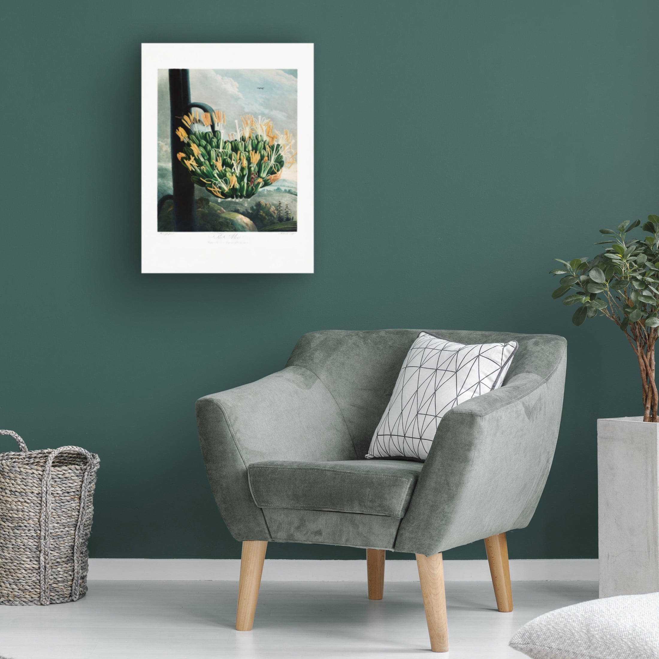 Trademark Fine Art Pictufy  The Aloe from The Temple of Flora 1807 Canvas Wall Art
