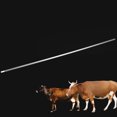 thumbnail image 4 of 20 piezas de ganado con tubo de inseminación, carcasa de inseminación, equipo de Yak para ganado, 4 of 9