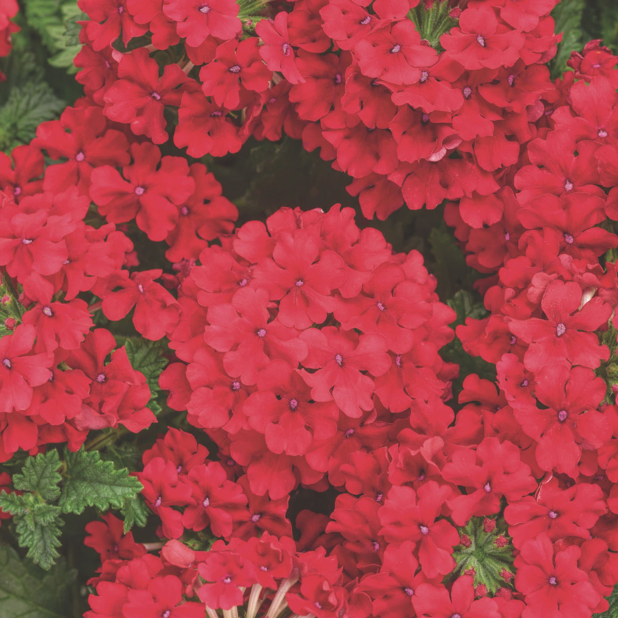 Proven Winners 4" Superbena Red Verbena Live Plant in 4.25" Pot (4 Count)
