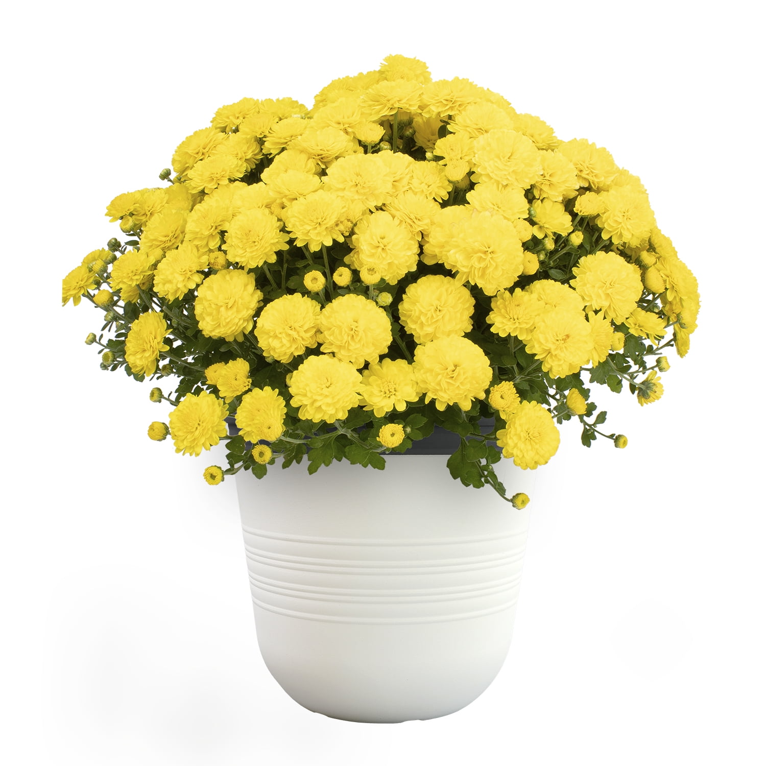 Better Homes & Gardens 3.5G Yellow Mum with Decorative Pot Live Plant