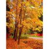 Cuadros Decorativos Kit de pintura de diamante 5D DIY bosque de otoño taladro redondo completo mosaico decoración del hogar JShteea Nuevos Originales