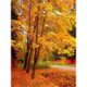 thumbnail image 1 of Cuadros Decorativos Kit de pintura de diamante 5D DIY bosque de otoño taladro redondo completo mosaico decoración del hogar JShteea Nuevos Originales, 1 of 5