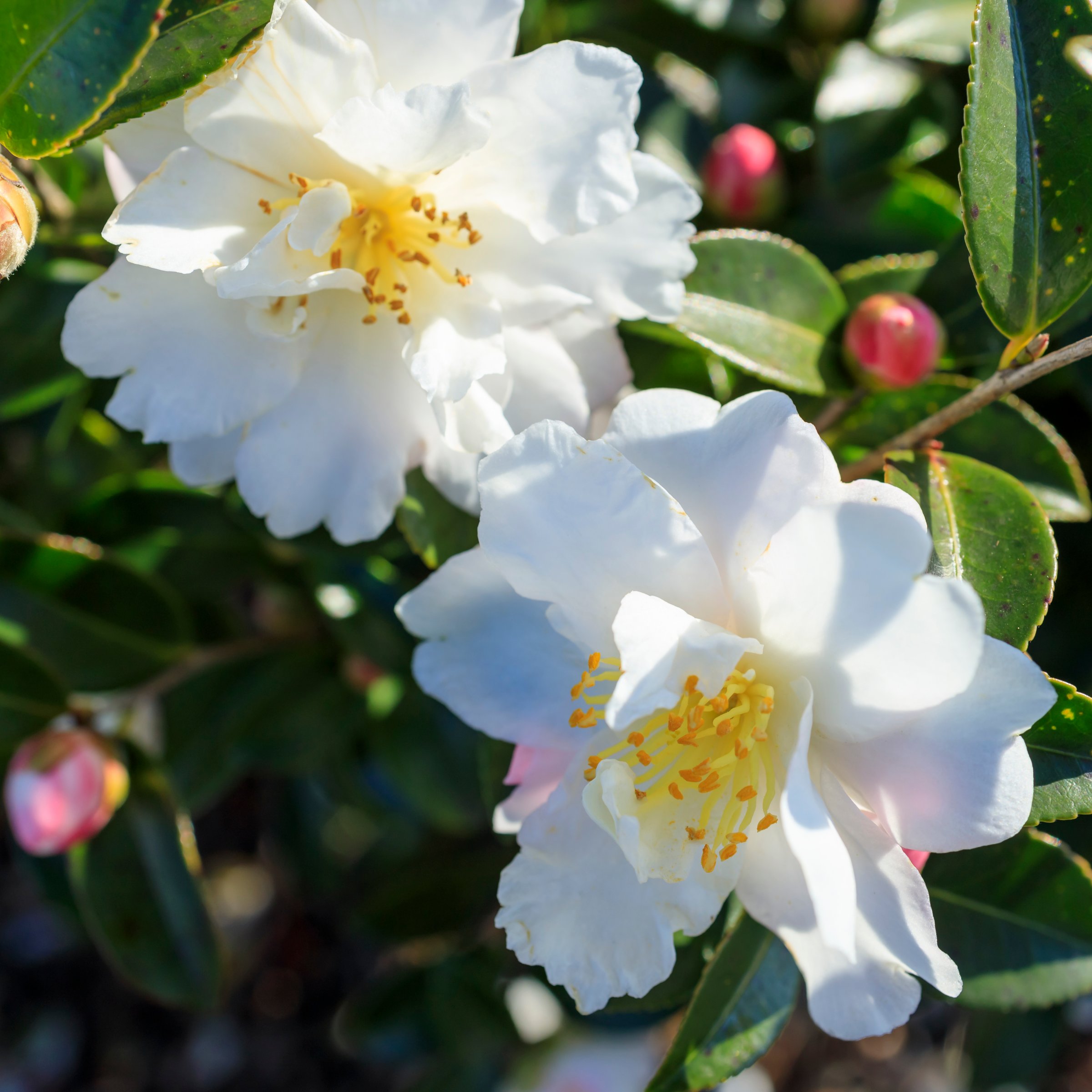 National Plant Network 1 gal. Camellia Sasanqua Winter's Snowman Shrub