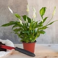 thumbnail image 3 of 10-Pack 10CM Plastic Plant Nursery Pots Seedling Flower Plant Container and Seed Starting Pots, 3 of 6