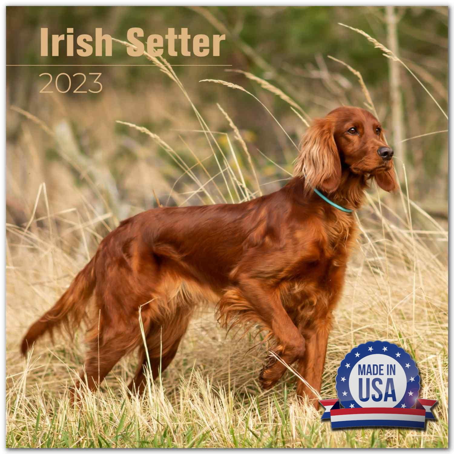 2022 2023 Irish Setters Calendar - Dog Breed Monthly Wall Calendar - 12 x 24 Open - Thick No-Bleed Paper - Giftable - Academic Teacher's Planner Calendar Organizing & Planning - Made in USA