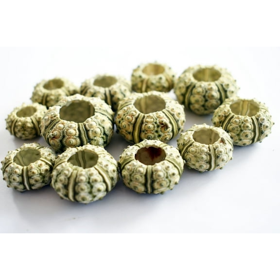 Set of 12 Green Knobby Mini Sea Urchins (3/4"-1 1/4" / 18-32 mm) Beach Crafts Hobby Decor Nautical