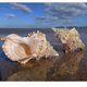 thumbnail image 4 of 26-27 Natural Seashell Conch Wedding Table Decor Household Decor Dinner Table Decor Seashells Craft Charms For Crafts Scallop Ornaments Art, 4 of 5