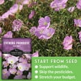thumbnail image 4 of 5 Pack Showy Evening Primrose Seeds - Pink Ladies - Perennial Full Sun Flower, 4 of 8