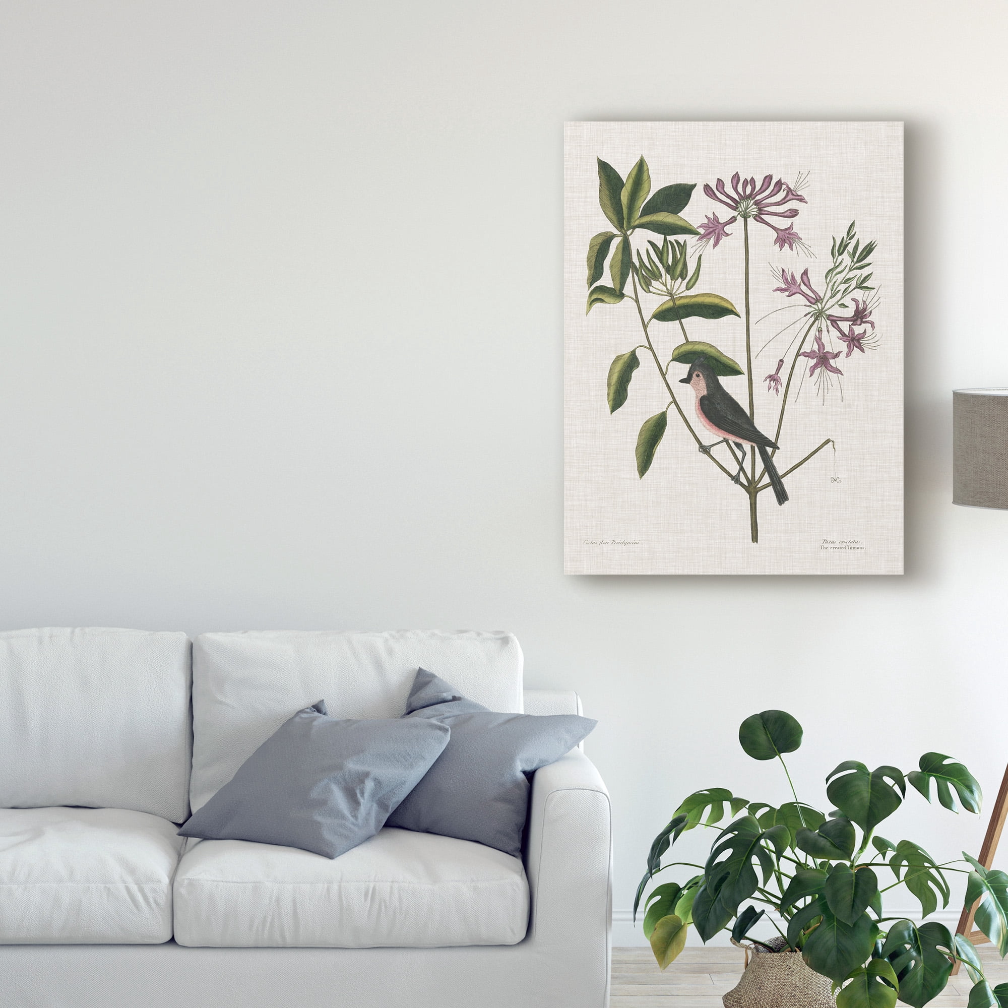 Trademark Fine Art 'Studies in Nature I' Canvas Art by Mark Catesby