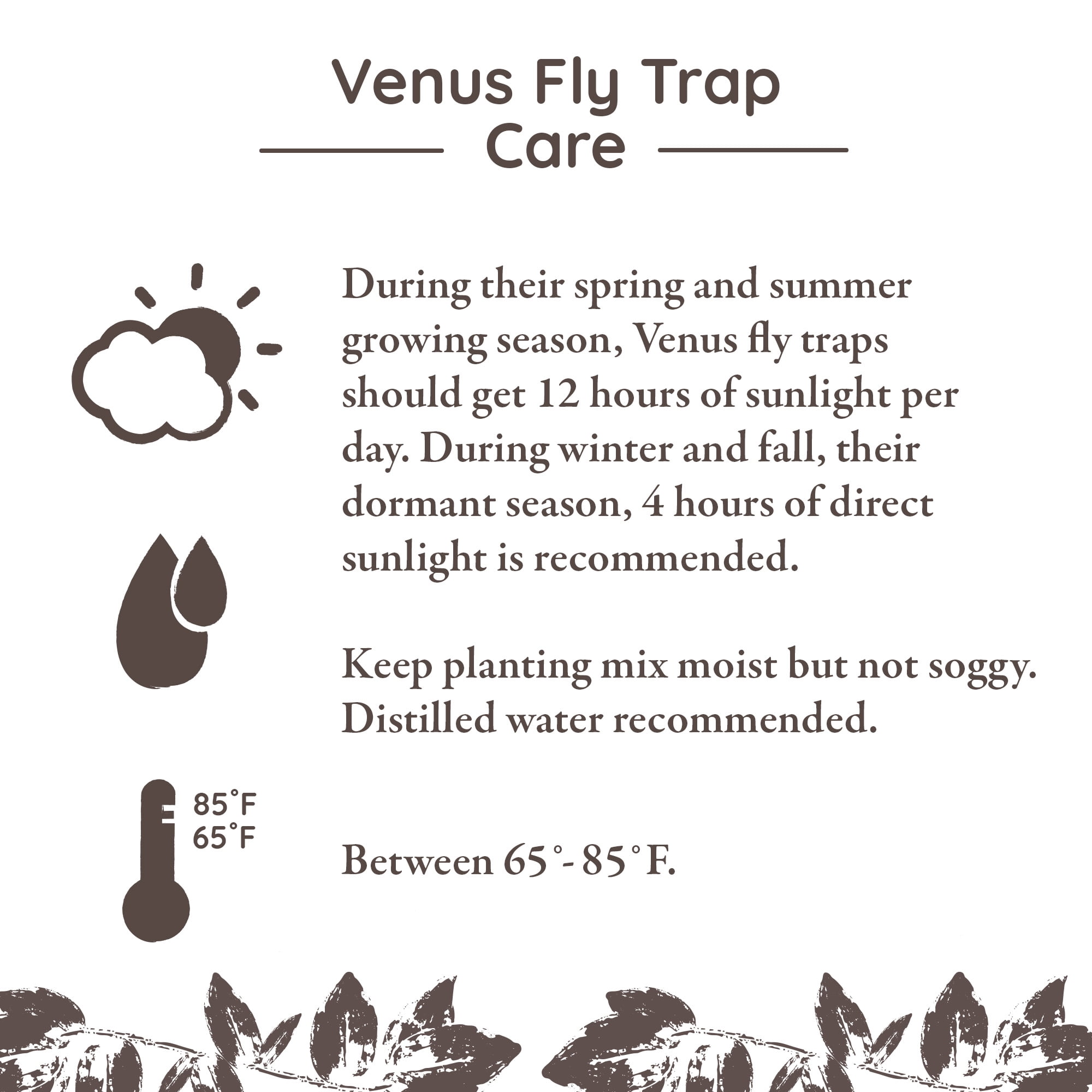 (2 pack) Live Venus Fly Trap in 3" Grower Pot in Decorative Tube