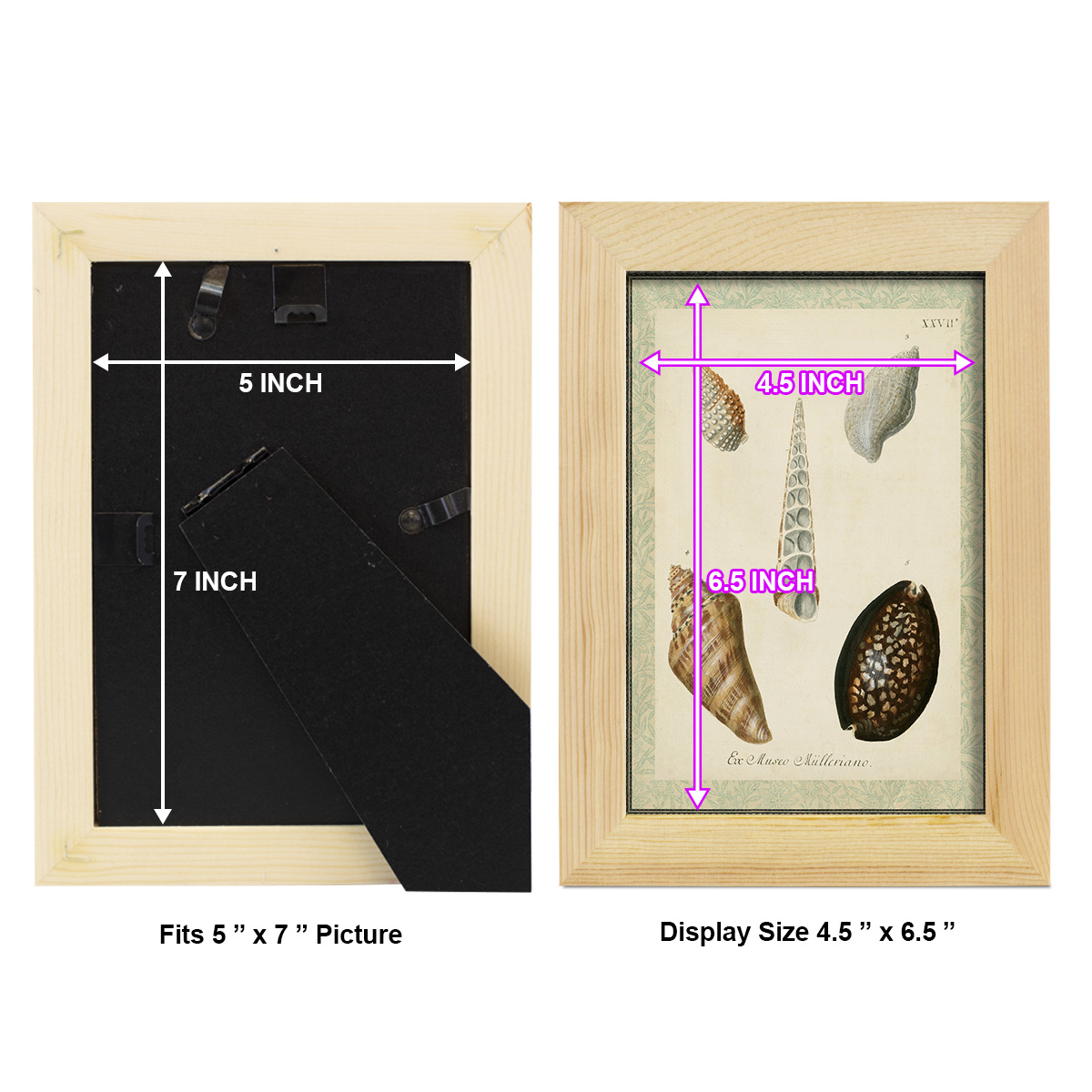 Bookplate Shells IX - Framed Print w/glass - Natural Wood