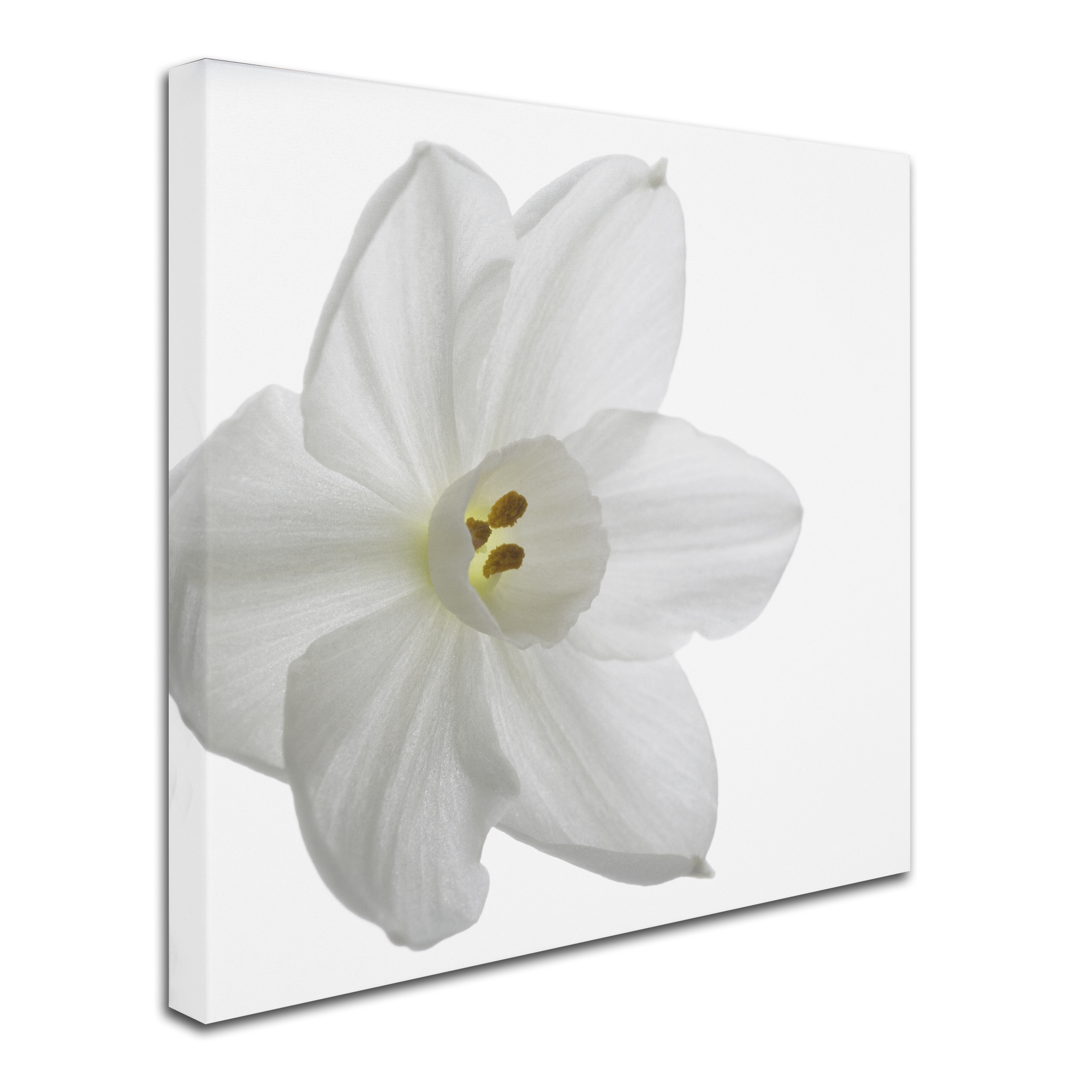 Trademark Fine Art "Paper White" Canvas Art by Kurt Shaffer