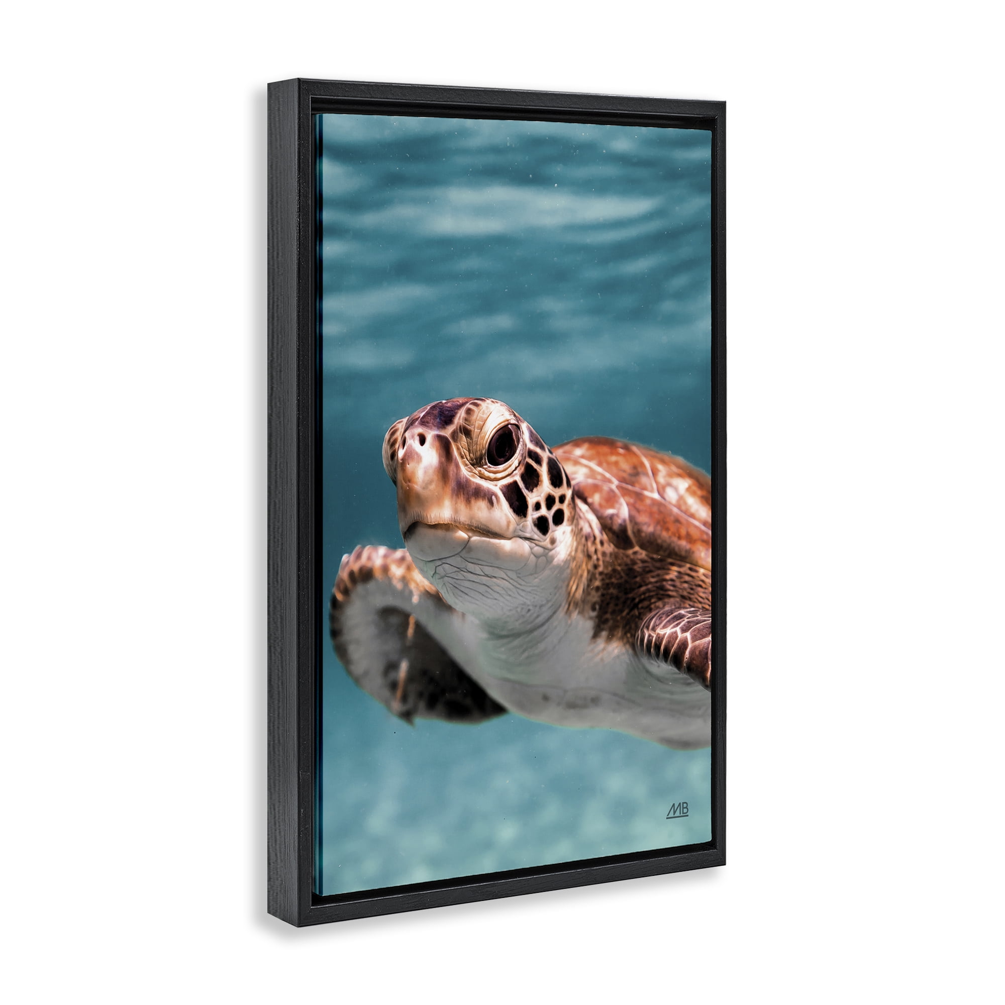 Stupell Industries Underwater Sea Turtle Swim Animals Photography Black Floater Framed Canvas Art Print Wall Art, 21 x 31