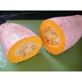 thumbnail image 4 of TomorrowSeeds - Jumbo Pink Banana Squash Seeds - 120+ Count - For 2026 Planting USA Garden Vegetable, 4 of 9