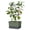 Green, variant on BUZZY Seeds Charly Chili Self-Watering Planter with Vertical Trellis – 1.2 Gal Reservoir, Large Capacity Planter for Chili Peppers, Bell Peppers & Eggplants (Green)
