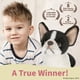 thumbnail image 3 of Peluche Lil' Oliver French Bulldog de la colección Bearington, 3 of 5