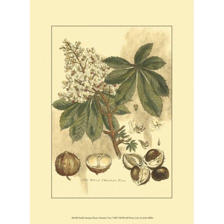 Antique Horse Chestnut Tree Art Print - 9.5x13