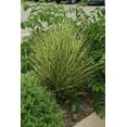 thumbnail image 2 of Gold Bar Maiden Grass Perennial - Miscanthus - 2.5" Pot, 2 of 3