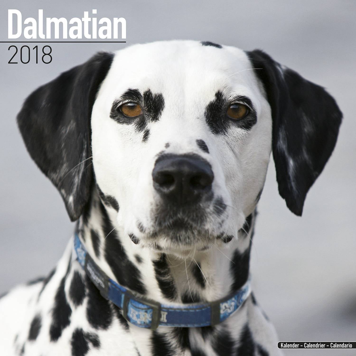 paper-dalmatian-2022-a5-week-per-view-diary-dog-show-dates-appointment