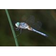 thumbnail image 2 of Talbot Frank, Christopher 18x13 White Modern Wood Framed Museum Art Print Titled - CA, Mission Trails regional Park Blue Dragonfly, 2 of 4