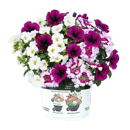 Better Homes & Gardens 1.5G Purple White Petunia Verbena Combo Live Plant Containers Made Easy Sun