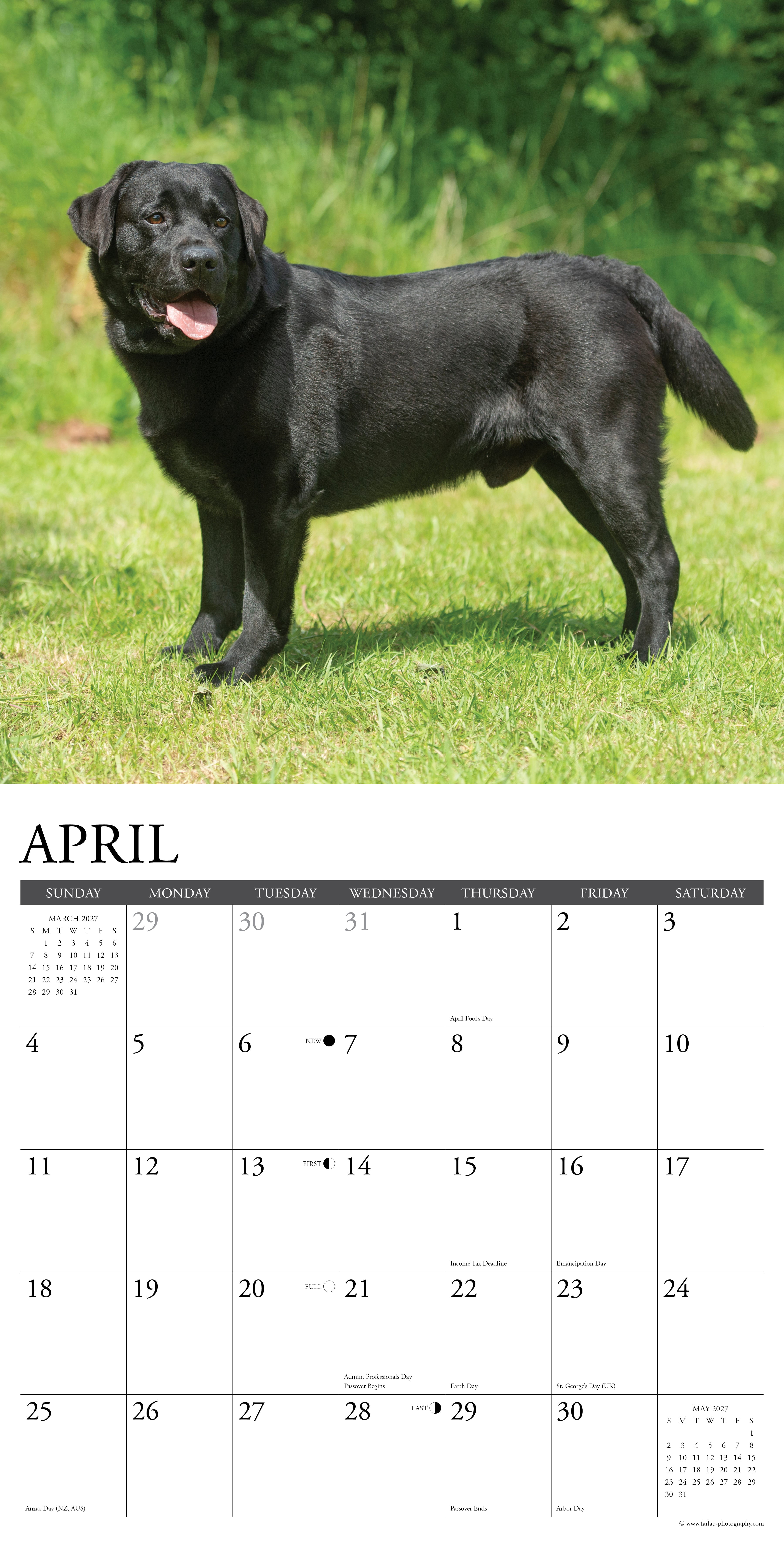 Willow Creek Press, Black Labs 2027 Wall Calendar
