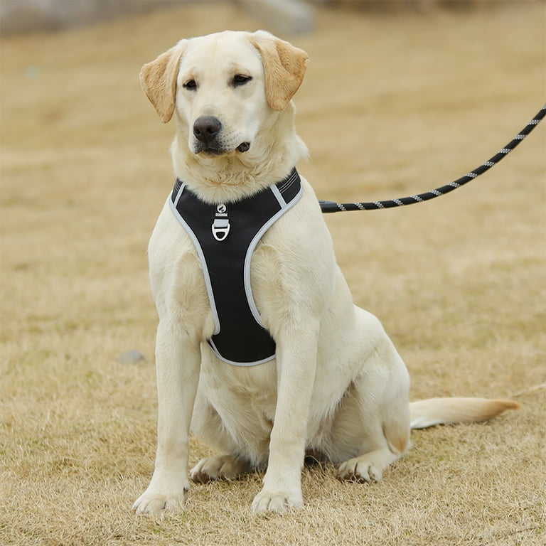 Dog harness for puppy cheap training