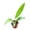 1 Plant, variant on Big Bill Anthurium - 1 Live Starter Plant - Anthurium Pendulifolium x Cubense - Striking Indoor Outdoor Plant