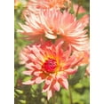 thumbnail image 2 of Johnson, George 14x18 Gold Ornate Wood Framed with Double Matting Museum Art Print Titled - Garden Dahlias V, 2 of 4