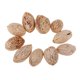 thumbnail image 4 of 12 Piezas Madera Mango Flores Secas Navideños Decoración de Boda Sunnimix Flores secas naturales, 4 of 7