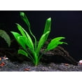 thumbnail image 2 of 30+ Stem Aquarium Plants Bundle - 8 Species - Anacharis, Amazon, Rotala, Ludwigia and more!, 2 of 4