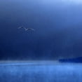 thumbnail image 2 of Michalowski, Marcin 26x26 White Modern Wood Framed Museum Art Print Titled - Swans, 2 of 4