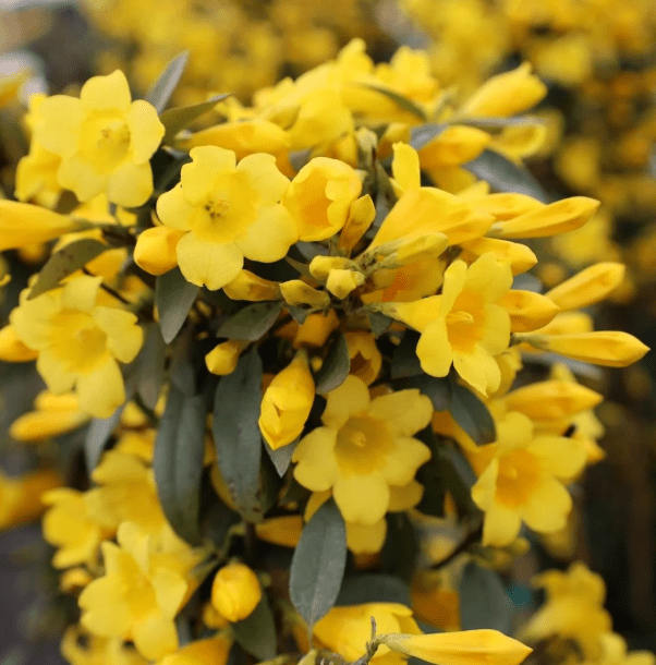 Carolina Jasmine Plant Live for Planting, Jasmine Flower Plant for Outdoor 4 to 6 Inch Tall