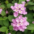 thumbnail image 5 of Lavender Trailing Lantana Plants Live, 4 to 6 Inch, Lantana Perennial for Outdoor Garden, 5 of 6