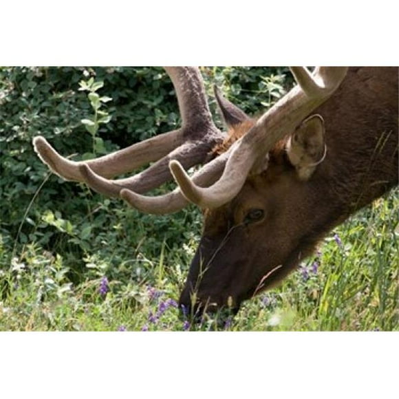Posterazzi PDDCN01DJO0002 Portrait of Elk Feeding at Jasper National Park Canada Poster Print by Diane Johnson - 26 x 17 in.