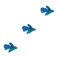 thumbnail image 2 of Thinsony Beautifully Crafted Luminous Artificial Simulation Goldfish For Aquariums Tan blue 3Set, 2 of 6